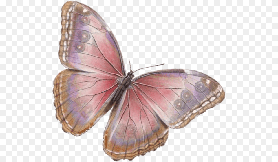 Mariposas Vintage, Animal, Insect, Invertebrate, Butterfly Free Png
