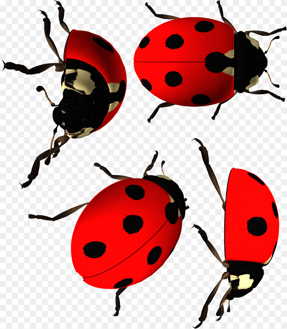 Mariquita, Animal, Insect, Invertebrate Png