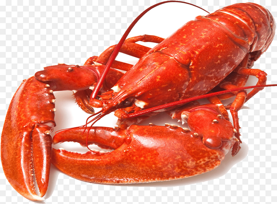 Marisco Comida De Mar, Animal, Food, Invertebrate, Lobster Free Transparent Png