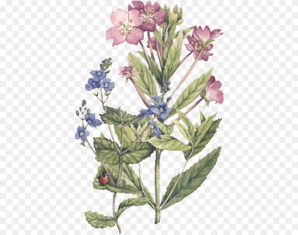 Marjolein Bastien Botanical Illustration, Flower, Plant, Acanthaceae, Leaf Free Transparent Png