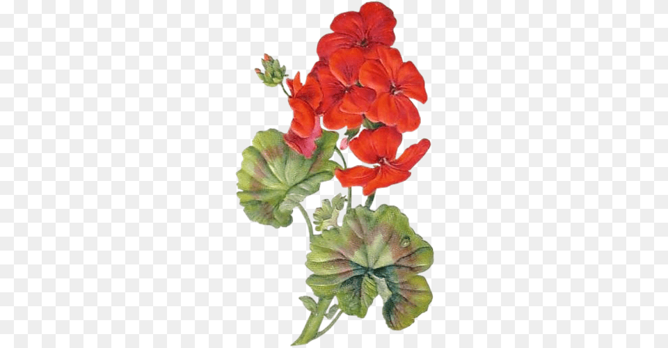 Marjolein Bastin Plant Illustration Botanical Illustration Blahoelanie K Meninm Marianna, Flower, Geranium Free Transparent Png