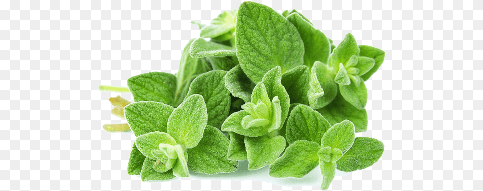 Marjoram Oregano Leaves, Herbal, Herbs, Leaf, Mint Png