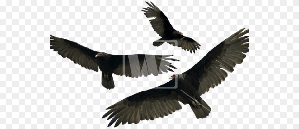 Mark A Ridge, Animal, Bird, Vulture, Condor Png