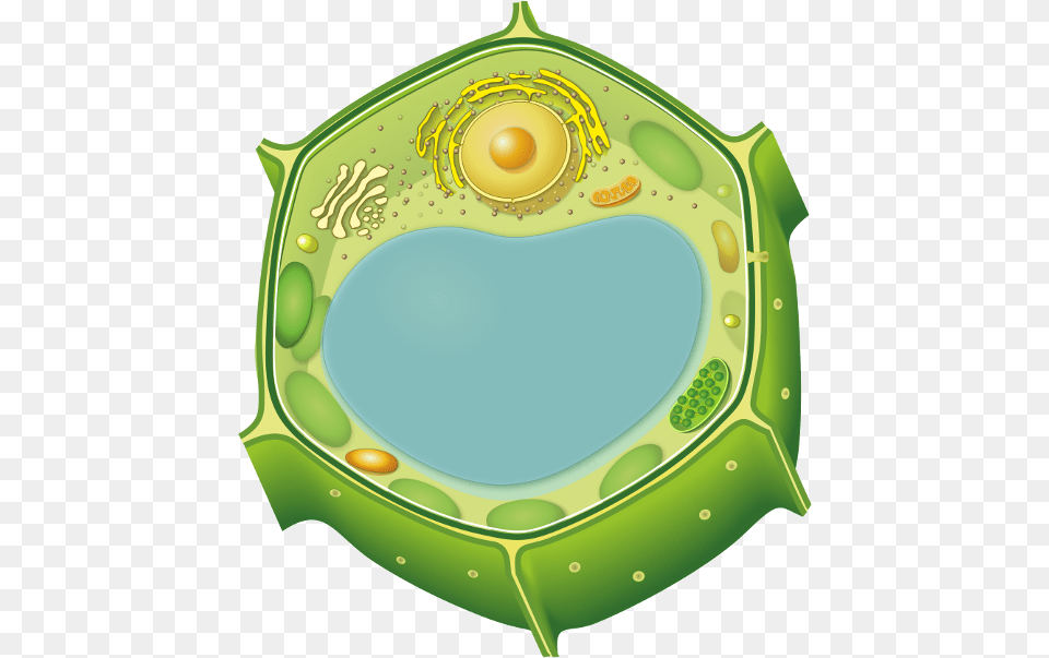 Marker Antibodies For Plant Cellular Compartments Plant Cell, Pattern, Water, Outdoors, Plate Png Image