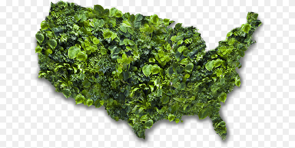 Market Revolution Us Map, Food, Kale, Leafy Green Vegetable, Plant Free Png