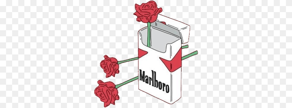 Marlboro Roses, Flower, Plant, Rose, Dynamite Free Png