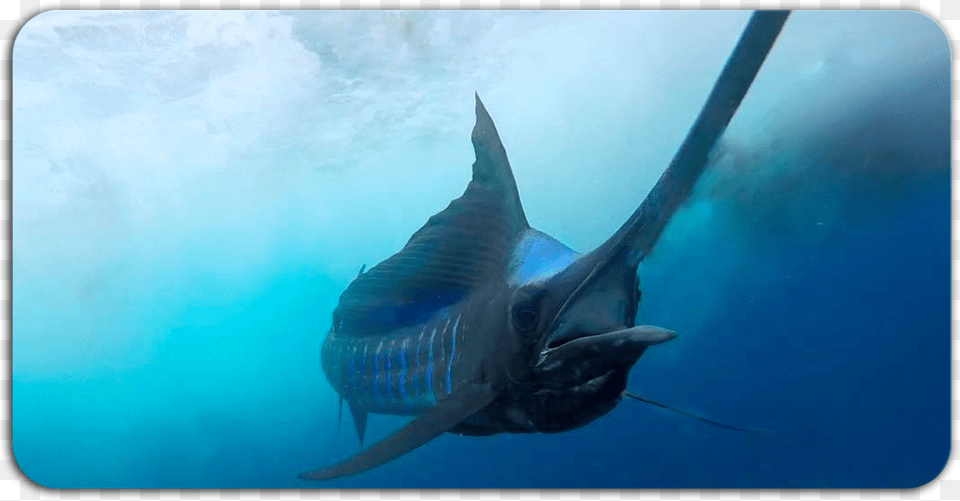 Marlin Atlantic Blue Marlin, Animal, Fish, Sea Life, Shark Free Png Download
