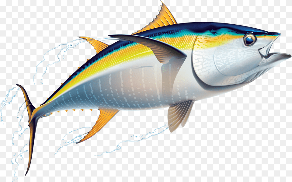 Marlin Clipart Offshore Fishing Tuna Clipart, Animal, Fish, Sea Life, Bonito Png