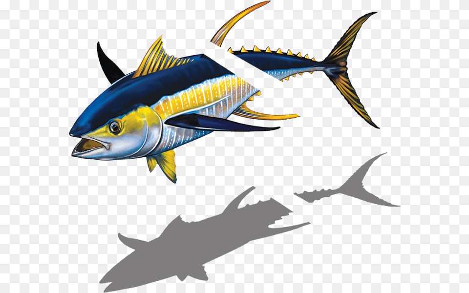 Marlin Clipart Tuna Billfish, Animal, Fish, Sea Life, Shark Free Transparent Png