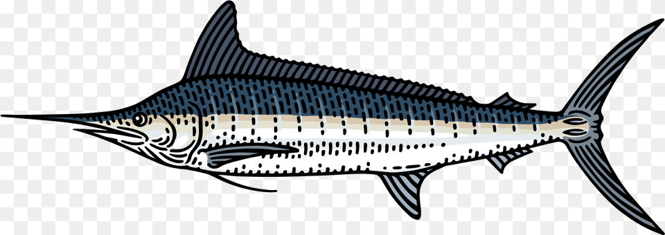 Marlin Clipart Xiphias Spadron Fish, Animal, Sea Life, Shark, Swordfish Free Png Download
