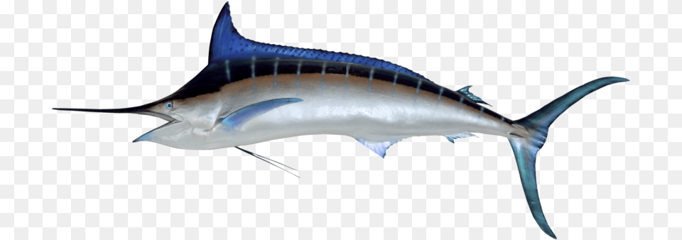 Marlin Fastest Fish In The World 2018, Animal, Sea Life, Swordfish, Shark Free Png Download