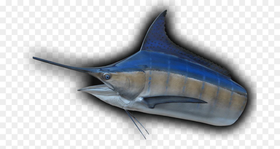 Marlin Head Mount Fish Mount Atlantic Blue Marlin, Animal, Sea Life, Swordfish, Shark Free Transparent Png