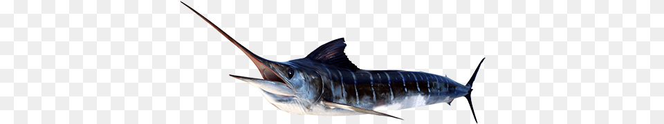 Marlin Striped Striped Marlin, Animal, Sea Life, Fish, Swordfish Free Png Download
