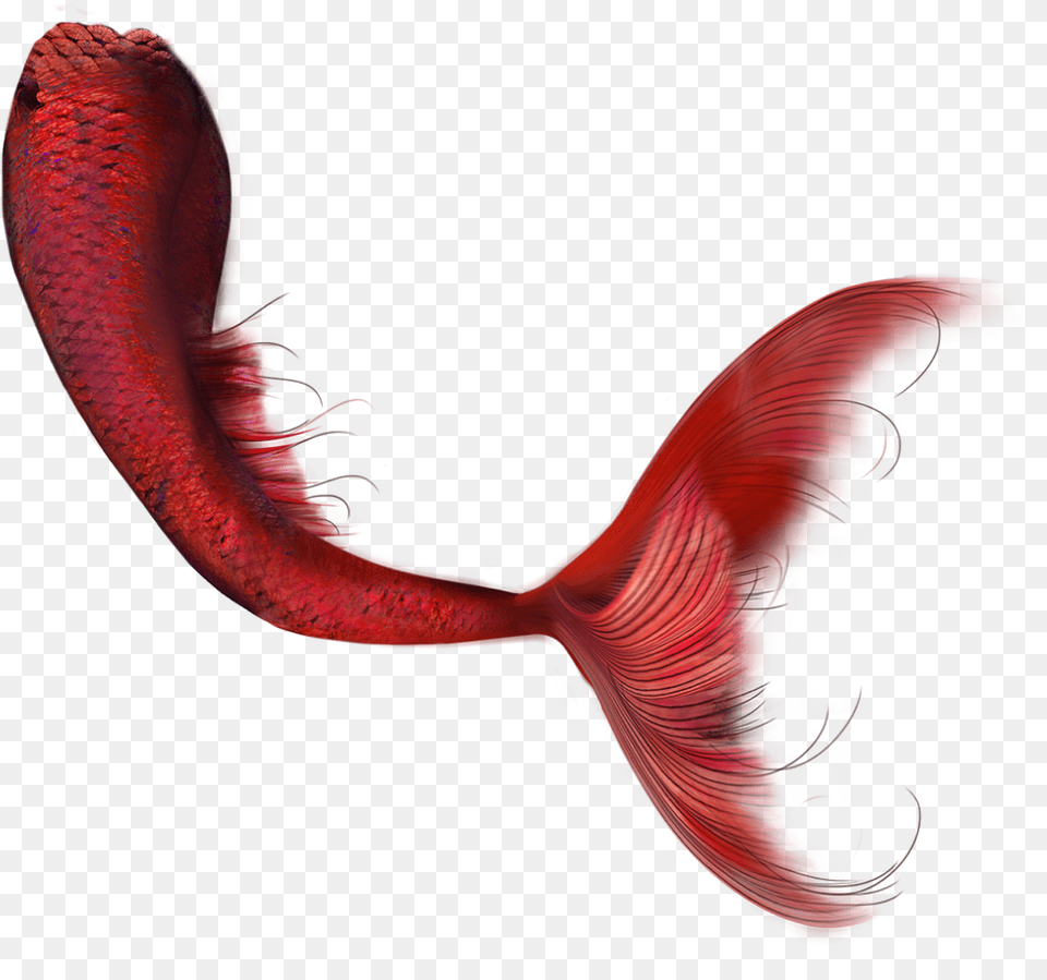 Marmandfish Hd Clip Art Red Mermaid Tail, Animal, Fish, Sea Life Png