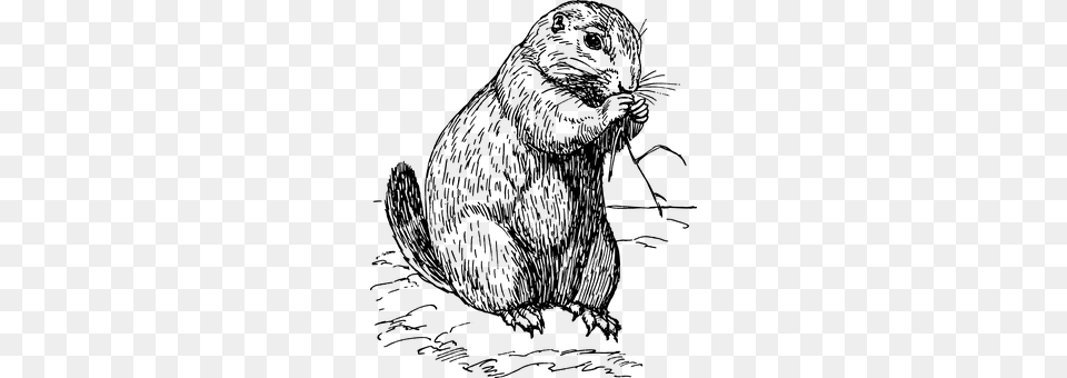 Marmot Gray Free Png