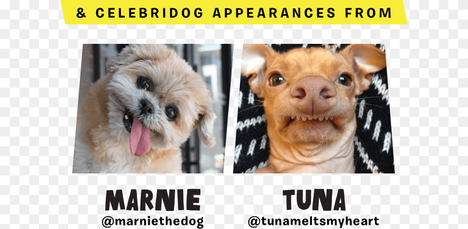 Marnie Tuna Tuna Chihuahua, Animal, Canine, Dog, Mammal Free Transparent Png