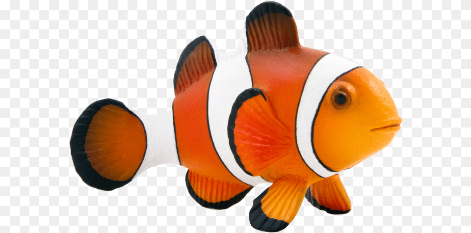Maroon Clownfish Animal Mojo Fun Clown Fish Clown Fish, Amphiprion, Sea Life Png