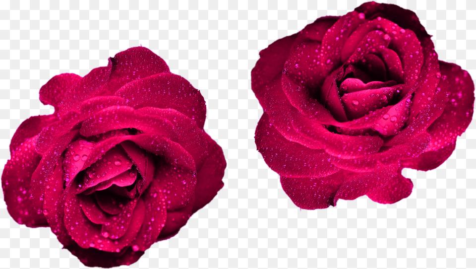 Maroon Color Roses Roses Nature For Your Projects Cool Rose, Flower, Plant, Petal Png Image