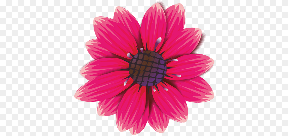 Maroon Flower Cartoon Pink And Fuchsia Flowers, Dahlia, Daisy, Plant, Petal Free Transparent Png