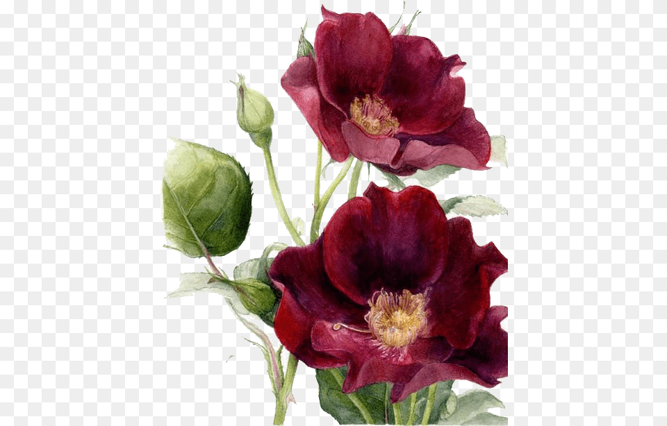 Maroon Flower Watercolour, Anther, Petal, Plant, Rose Free Png Download