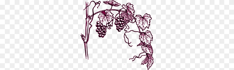 Maroon Grape Vine Clip Art, Purple, Food, Fruit, Produce Free Png Download