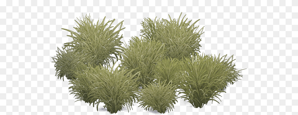 Marramgrass Aves Marram Grass, Plant, Vegetation, Bush Png Image