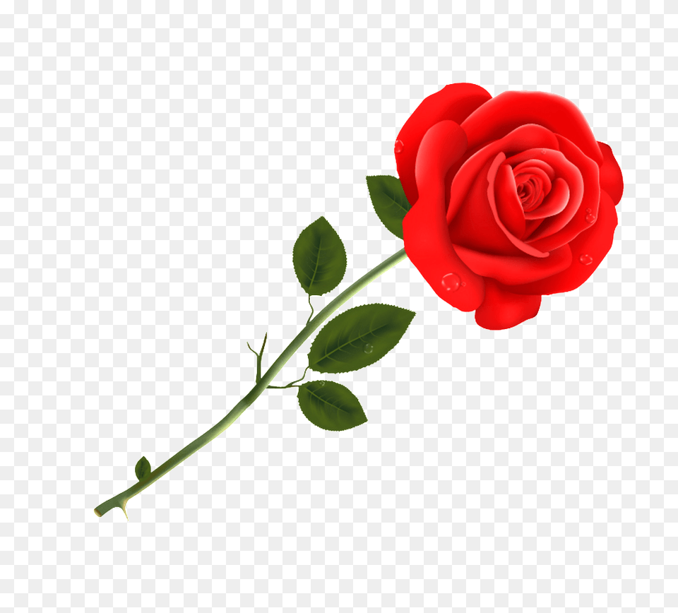Marriage Rose Transparent Download Vector, Flower, Plant Png