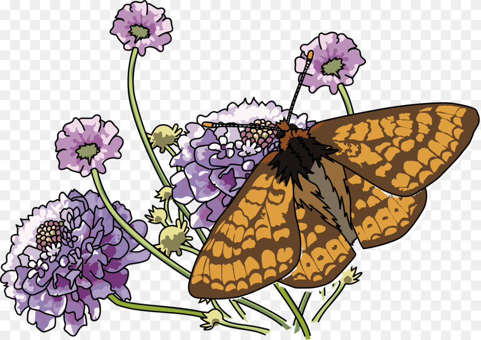 Marsh Fritillary, Purple, Petal, Flower, Plant Free Png