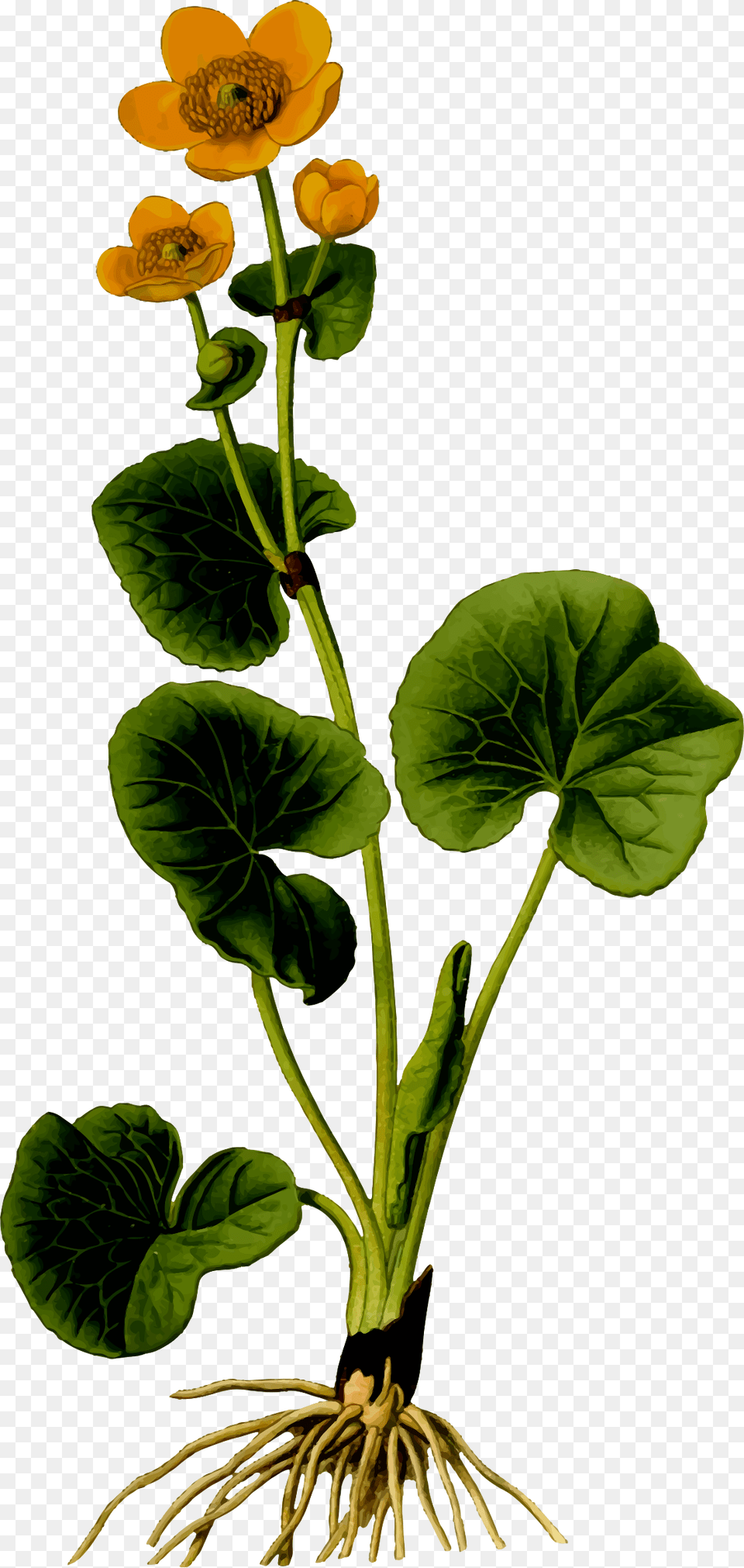 Marsh Marigold 2 Clip Arts Marsh Marigold, Flower, Leaf, Plant, Anemone Free Png Download