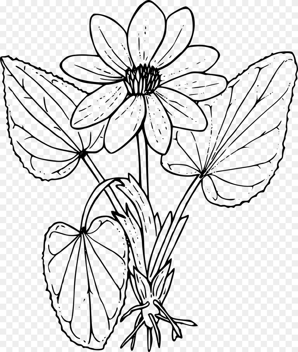Marsh Marigold Wild Flowers Colouring Sheets, Gray Png