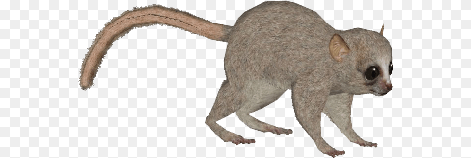 Marsh Rice Rat, Animal, Mammal, Rodent, Wildlife Free Png