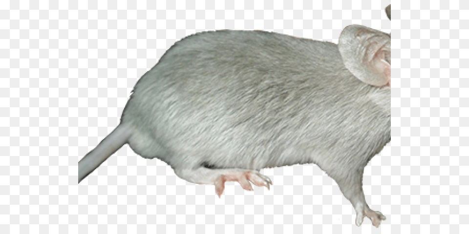 Marsh Rice Rat, Animal, Mammal, Rodent, Computer Hardware Png