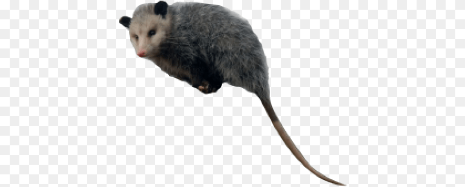 Marsh Rice Rat, Animal, Mammal, Rodent, Wildlife Free Png