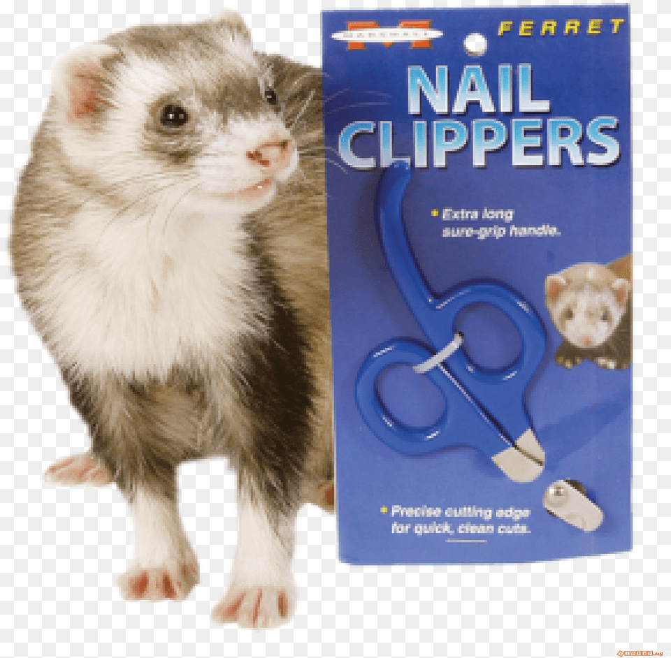 Marshall Ferretrodent Nail Clippers Furet Marshall, Animal, Ferret, Mammal, Cat Png Image