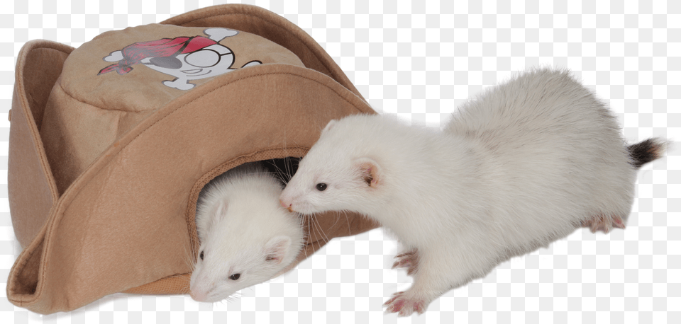 Marshall Pet Products Pirate Hat Ferret, Animal, Mammal, Rat, Rodent Free Png Download