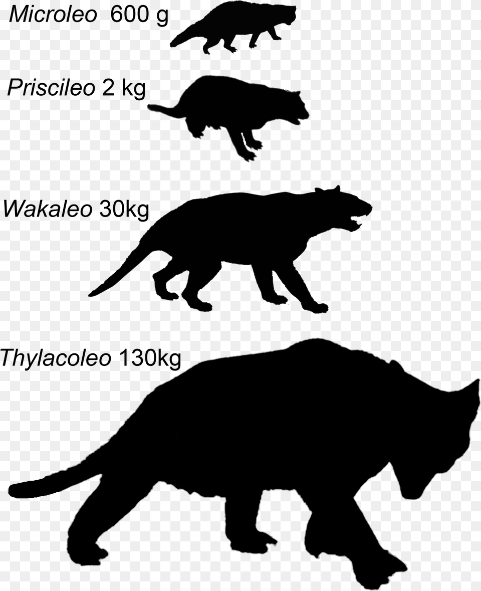Marsupial Lion, Silhouette, Animal, Bear, Mammal Png