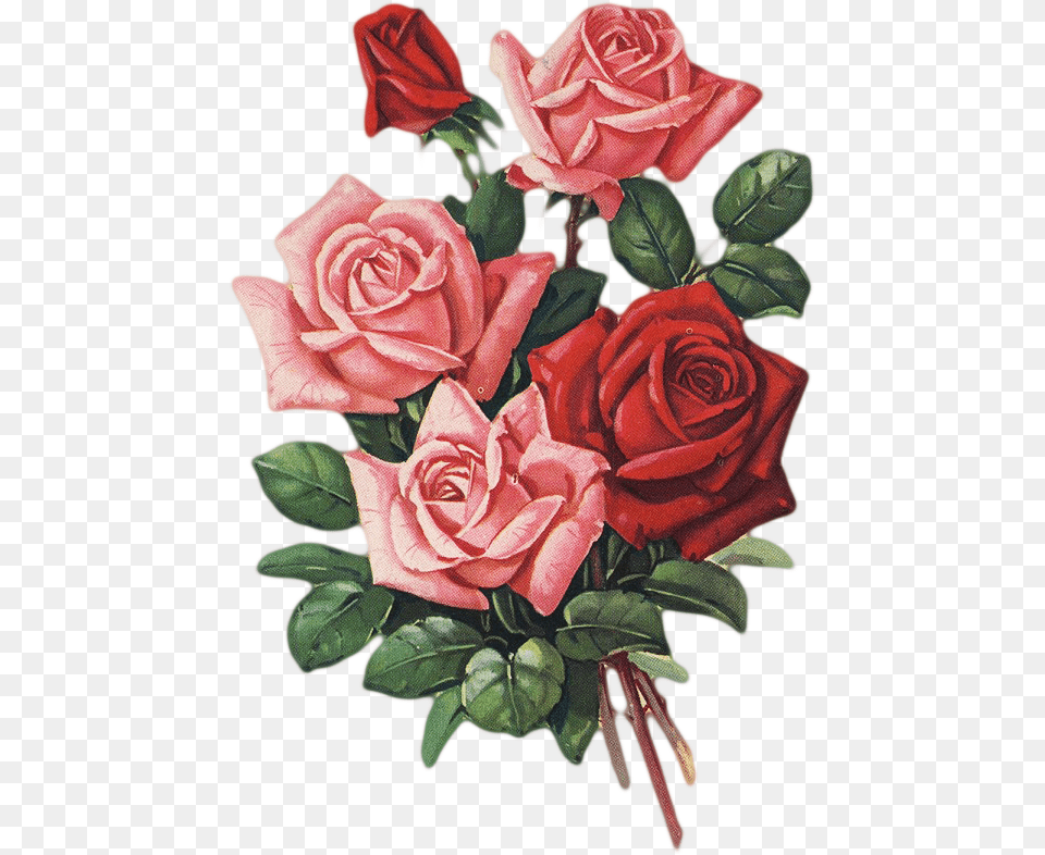 Marta Starie Otkritki, Rose, Plant, Flower, Pattern Png Image