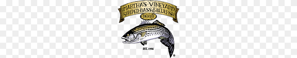 Marthas Vineyard Striped Bass And Bluefish Derby, Animal, Sea Life, Crib, Furniture Free Png Download