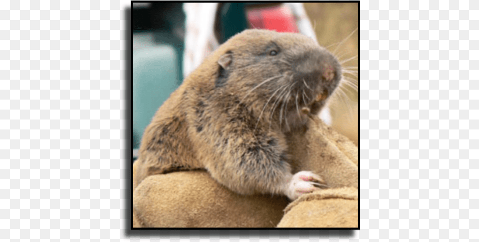 Martin County Gopher Removal Mazama Pocket Gopher, Animal, Mammal, Rodent, Rat Free Transparent Png