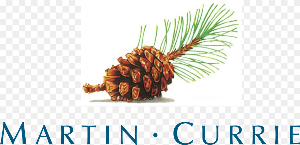 Martin Currie Logo Transparent Cuisine The Art And Science, Conifer, Pine, Plant, Tree Free Png