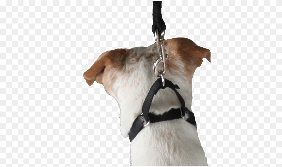 Martingale Collar Companion Dog, Accessories, Strap, Animal, Canine Free Png Download