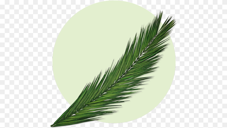 Martyr Palm Frond, Grass, Green, Leaf, Plant Png
