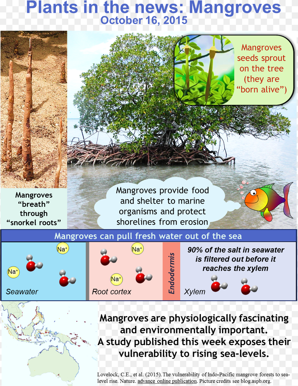 Marvellous Mangroves Pneumatophores, Rainforest, Tree, Vegetation, Plant Png Image