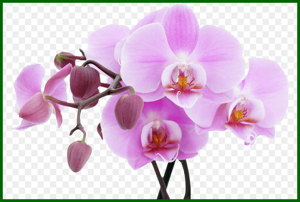 Marvelous Mason Jar Vector Clip Art Orchid And Design, Flower, Plant, Geranium, Rose Free Png