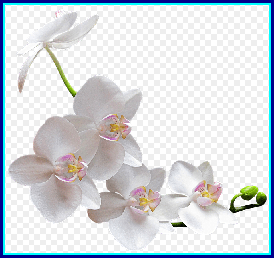 Marvelous Watercolor Orchidflower Of, Flower, Orchid, Plant, Geranium Free Png Download