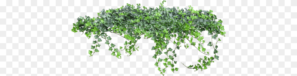 Mary Realise That It39s The Garden No One Can Go Into Enredadera, Plant, Vine, Ivy Png