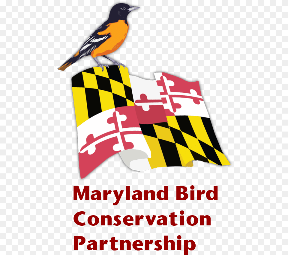Maryland Bird Conservation Partnership Oriole, Animal, Advertisement, Poster Free Transparent Png