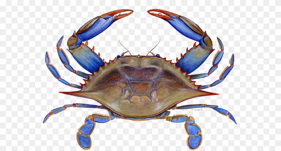 Maryland Blue Crab Clipart, Animal, Food, Invertebrate, Sea Life Png