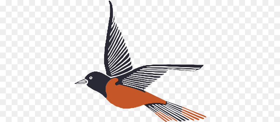 Maryland Orioles Old World Flycatchers, Animal, Bird, Finch, Blackbird Free Png