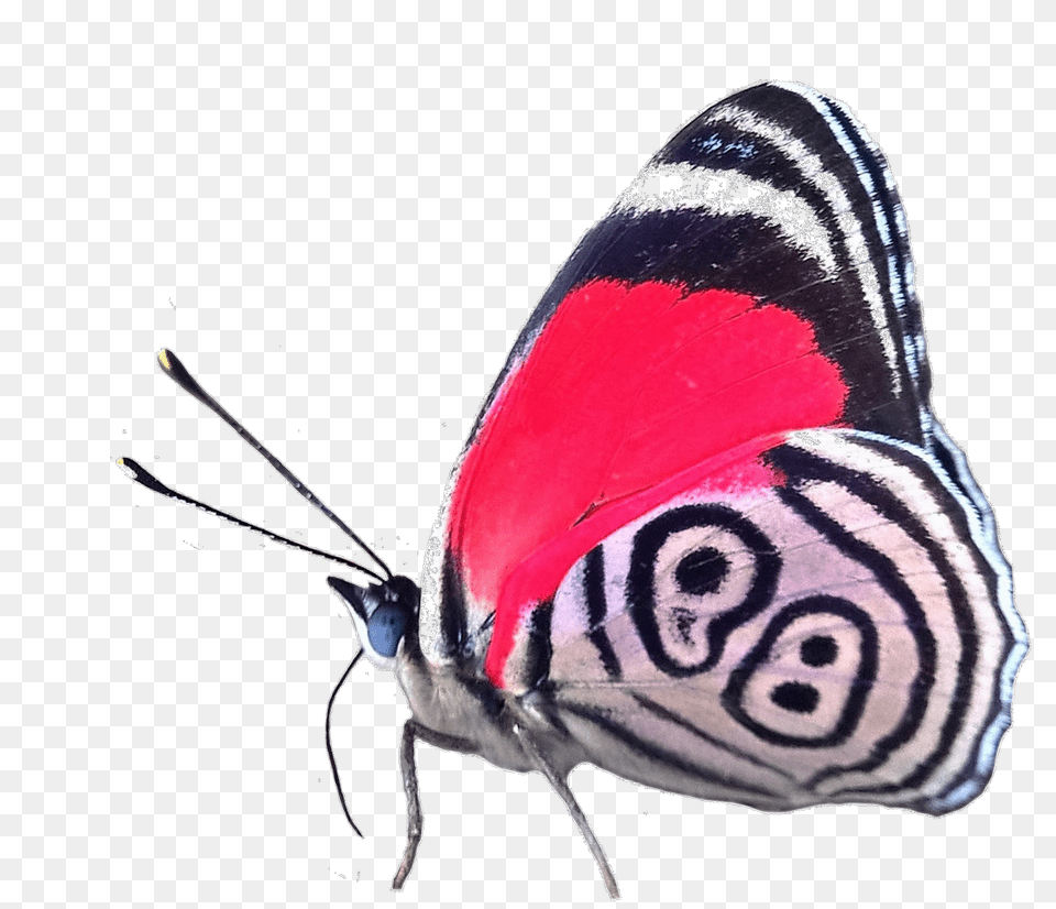 Maryse On Twitter Lets Start Off, Animal, Butterfly, Insect, Invertebrate Png Image